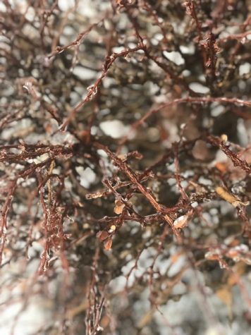 FCPS Closes Schools for the 2nd Time: Photo of the Day 2/12/19