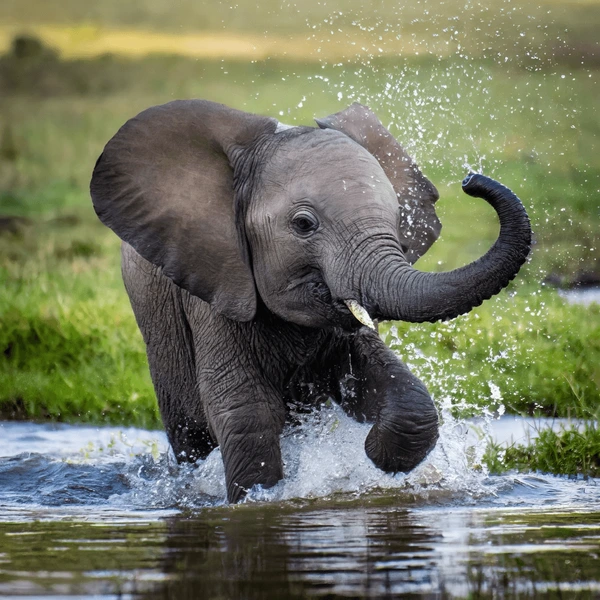 cute-baby-elephant-playing-water-600nw-2432135173