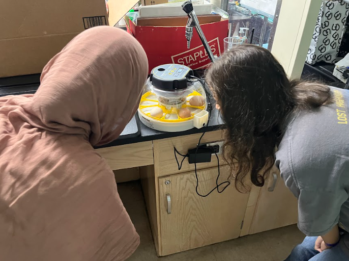 Students Marva Yahya and Sophia Houston monitor the newly incubated eggs.