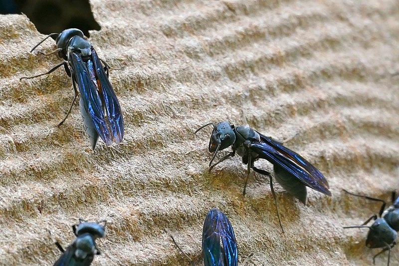 Social wasps of the Synoeca cyanea type residing in the nest that they live in.