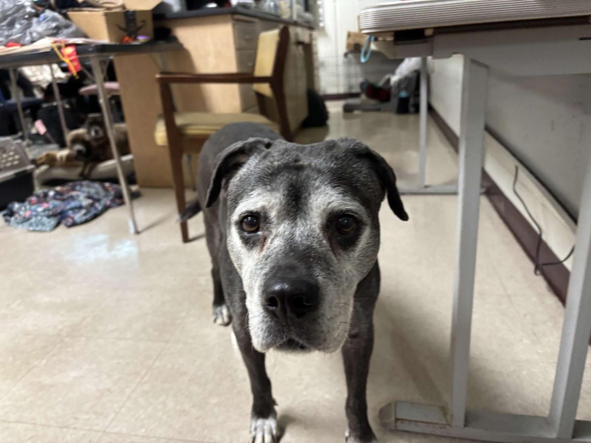 Lily, the dog, gets up close to pose for her photo. She loves to see and meet all students at Urbana!