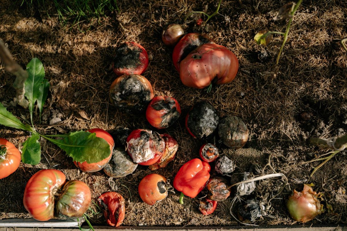 Composting: Building a sustainable future for Urbana