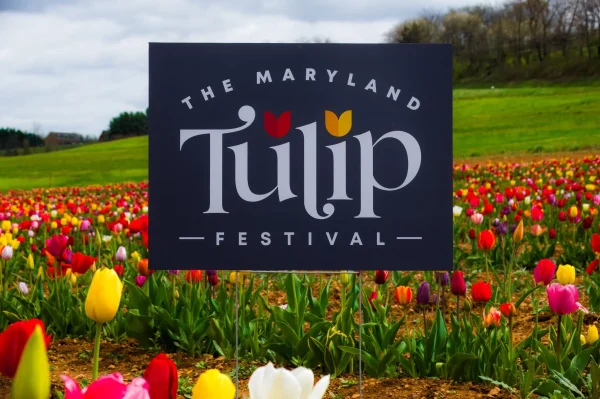 A sign at the entrance of the Maryland Tulip Festival, surrounded by tulips in a field.