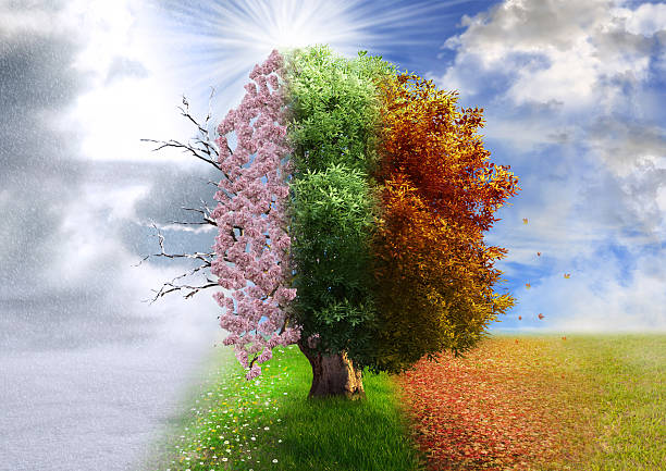 Four season tree, representing different seasons thought the year. Connects to article reflecting how students feel when seasons change. 
By: Gohtar via pexels.com
