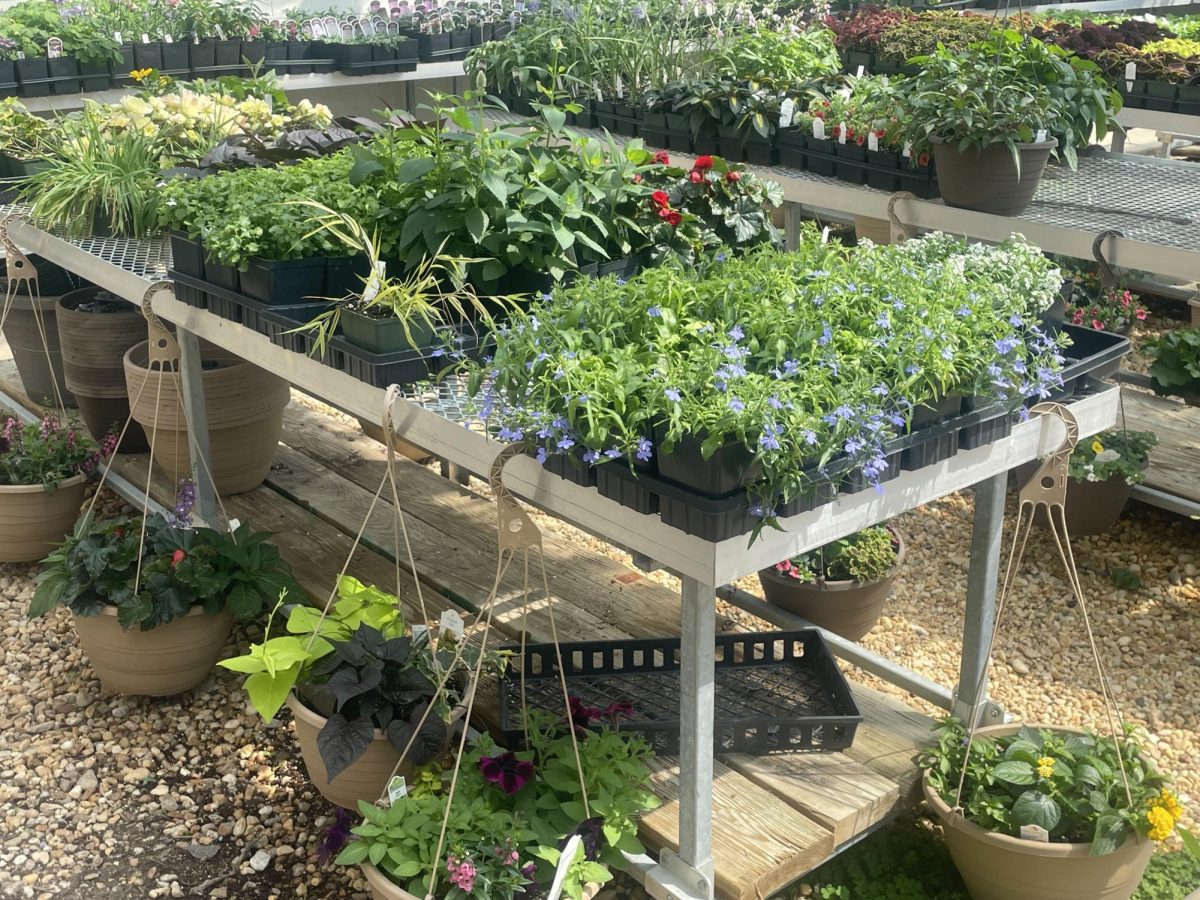 Taken By Anais Tafoyem, photo of some of the plants being sold at the spring plant sale inside of the greenhouse.